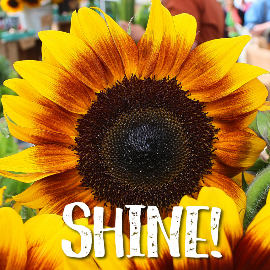 Sunflower Day September 7th Easton Farmers' Market
