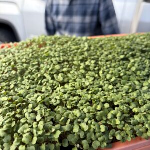 7f615dad-ab98-96d7-cb6b-2ad201e5580f Week 12: Indulge in Spring Flavor!