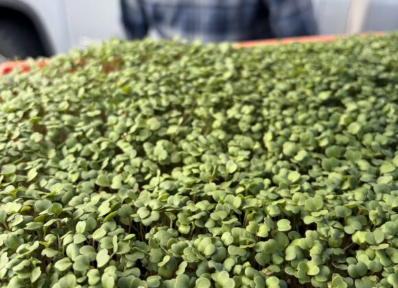 7f615dad-ab98-96d7-cb6b-2ad201e5580f Week 12: Indulge in Spring Flavor!