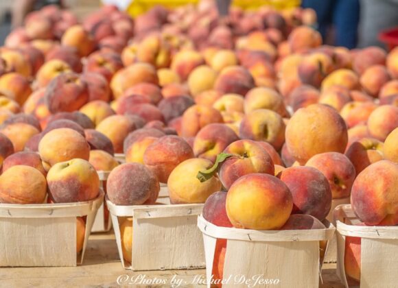 c6221943-d715-4363-4352-cbb79b3bb63f Peaches, Galore!