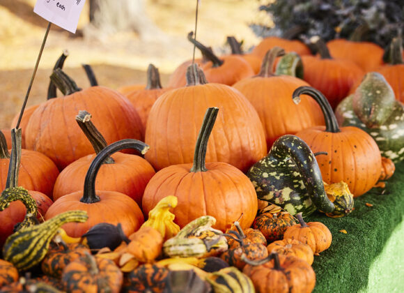 Pumpkins & Pooches